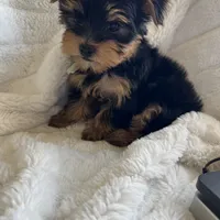 Minty - Girl Yorkie , a female Yorkshire Terrier for sale in San Leandro, CA – 6 of 9
