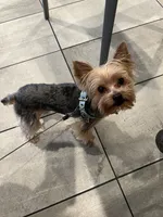 Bluey, a male Yorkshire Terrier for sale in San Leandro, CA – 9 of 9