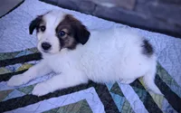 Jack, a male Collie for sale in Denver, CO – 4 of 9