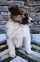 Indie, a female Collie for sale in Denver, CO – 6 of 8