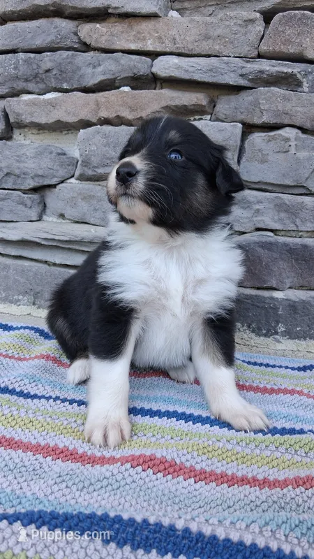 Mackenzie, a female Collie for sale in Denver, CO – 1 of 3