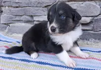 Mackenzie, a female Collie for sale in Denver, CO – 2 of 3