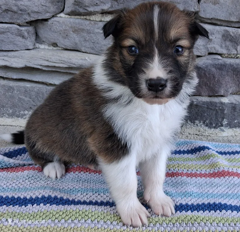 Winton, a male Collie for sale in Denver, CO – 1 of 3