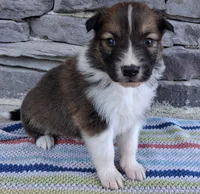 Winton, a male Collie for sale in Denver, CO – 1 of 3