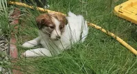 Lucky, a male Collie for sale in Denver, CO – 10 of 10