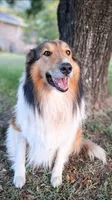 Indie, a female Collie for sale in Denver, CO – 8 of 8