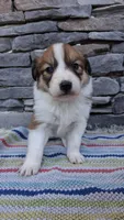 Honey, a female Collie for sale in Denver, CO – 1 of 3