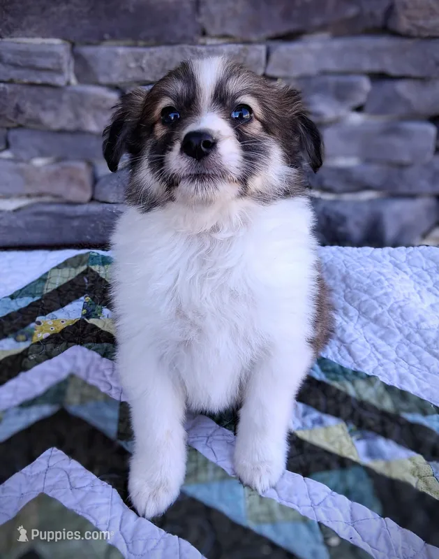 Chloe – Collie puppy for sale in Denver, CO