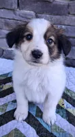 Jack, a male Collie for sale in Denver, CO – 5 of 9
