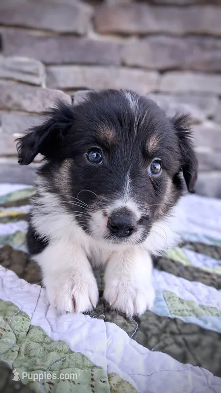 Mackenzie – Collie puppy for sale in Denver, CO