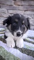 Mackenzie, a female Collie for sale in Denver, CO – 1 of 9
