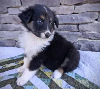 Mackenzie, a female Collie for sale in Denver, CO – 3 of 9