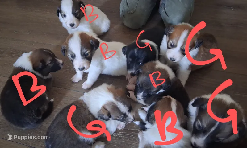 Scotch Collie Puppies – Collie puppy for sale in Sumter, SC