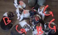 Scotch Collie Puppies, a male Collie for sale in Denver, CO – 1 of 1