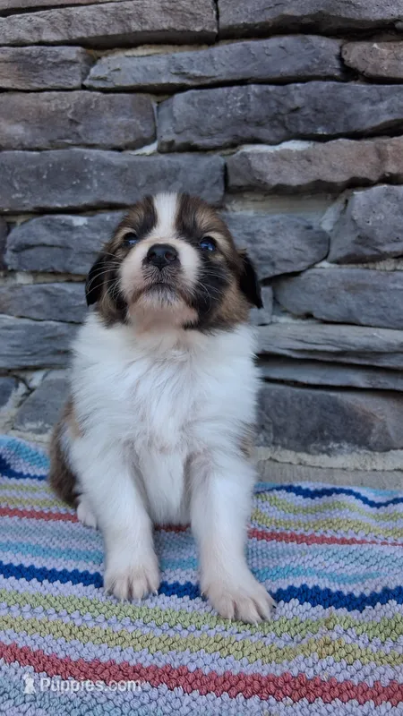 Rusty, a male Collie for sale in Denver, CO – 1 of 3