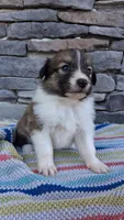 Indie, a female Collie for sale in Denver, CO – 2 of 3