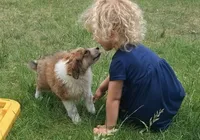 Honey, a female Collie for sale in Denver, CO – 9 of 10