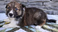 Winton, a male Collie for sale in Denver, CO – 4 of 9