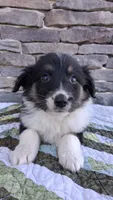Mackenzie, a female Collie for sale in Denver, CO – 6 of 9