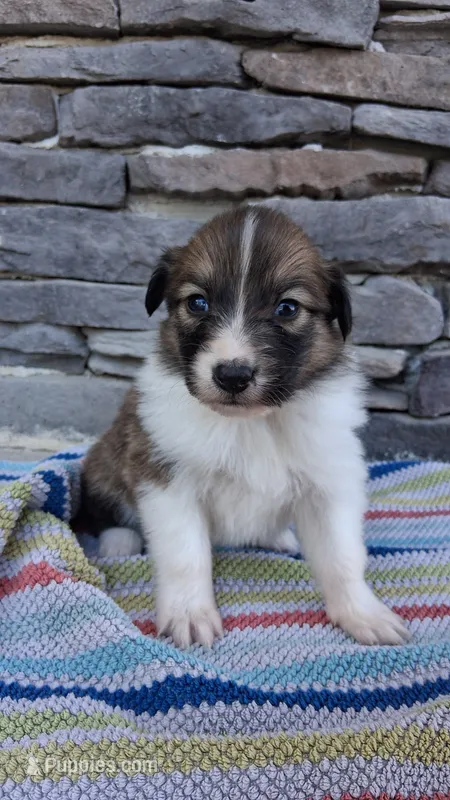 Indie, a female Collie for sale in Denver, CO – 1 of 3