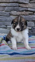 Indie, a female Collie for sale in Denver, CO – 1 of 3