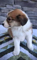 Honey, a female Collie for sale in Denver, CO – 6 of 10