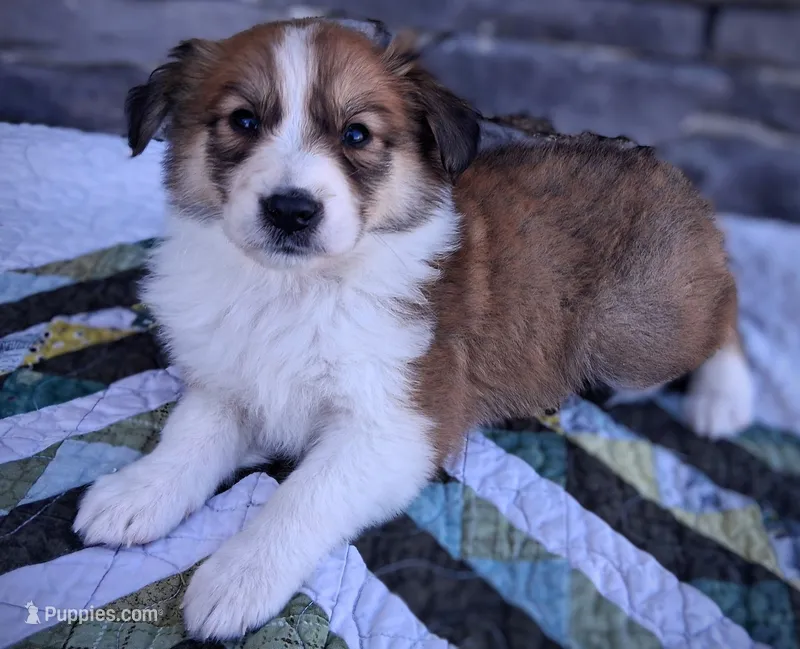 Honey – Collie puppy for sale in Denver, CO
