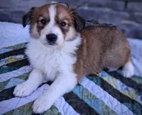 Honey, a female Collie for sale in Denver, CO – 1 of 10