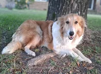 Jack, a male Collie for sale in Denver, CO – 8 of 9