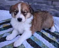 Honey, a female Collie for sale in Denver, CO – 4 of 10