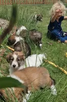 Lucky, a male Collie for sale in Denver, CO – 9 of 10