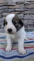 Jack, a male Collie for sale in Denver, CO – 3 of 3
