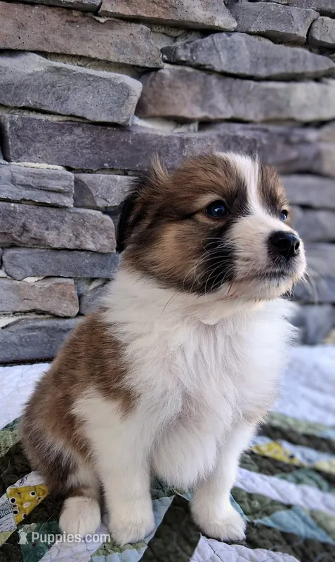 Rusty – Collie puppy for sale in Denver, CO