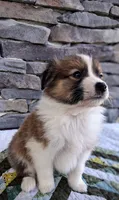Rusty, a male Collie for sale in Denver, CO – 1 of 8