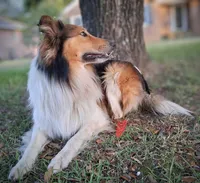 Jack, a male Collie for sale in Denver, CO – 6 of 9