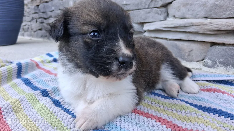 Snickers, a male Collie for sale in Denver, CO – 1 of 3
