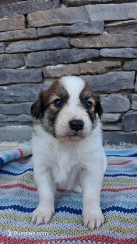Lucky, a male Collie for sale in Denver, CO – 1 of 3