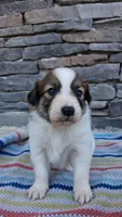 Lucky, a male Collie for sale in Denver, CO – 1 of 3