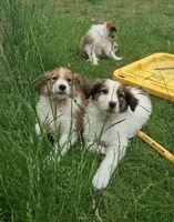 Honey, a female Collie for sale in Denver, CO – 10 of 10