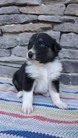 Mackenzie, a female Collie for sale in Denver, CO – 3 of 3