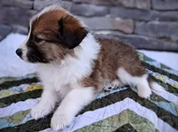Rusty, a male Collie for sale in Denver, CO – 5 of 8