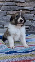 Indie, a female Collie for sale in Denver, CO – 3 of 3