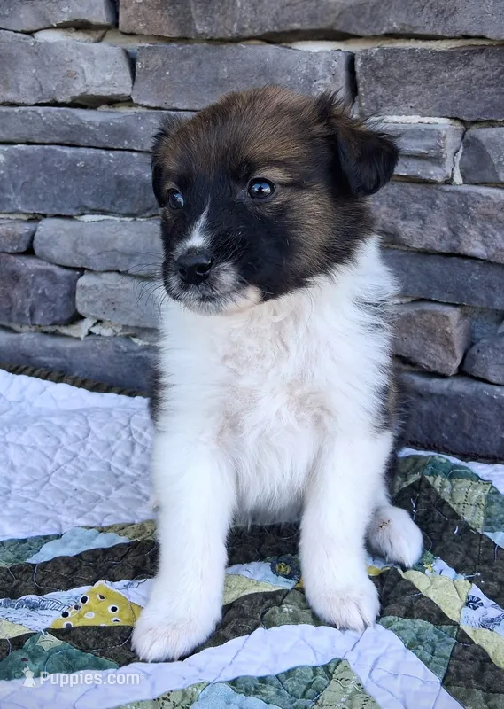Snickers – Collie puppy for sale in Denver, CO