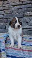 Rusty, a male Collie for sale in Denver, CO – 3 of 3
