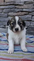 Chloe, a female Collie for sale in Denver, CO – 2 of 3