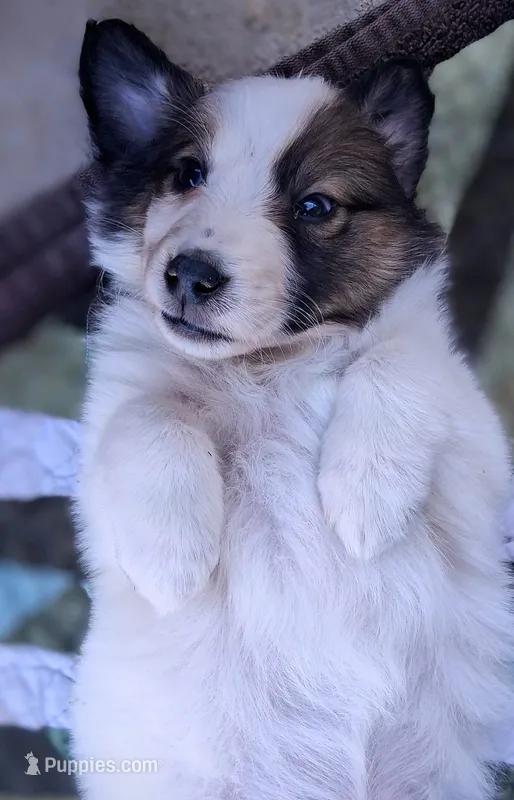 Jack – Collie puppy for sale in Denver, CO