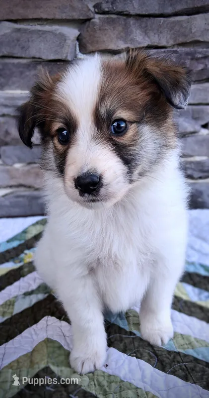 Lucky – Collie puppy for sale in Denver, CO