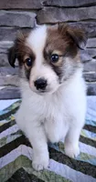 Lucky, a male Collie for sale in Denver, CO – 7 of 10