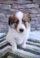 Lucky, a male Collie for sale in Denver, CO – 6 of 10