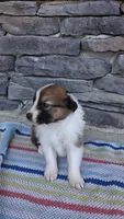 Rusty, a male Collie for sale in Denver, CO – 2 of 3